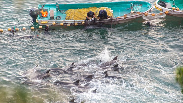Delfinjakt vid Taiji i Japan. Foto: Robert Gilhooly
