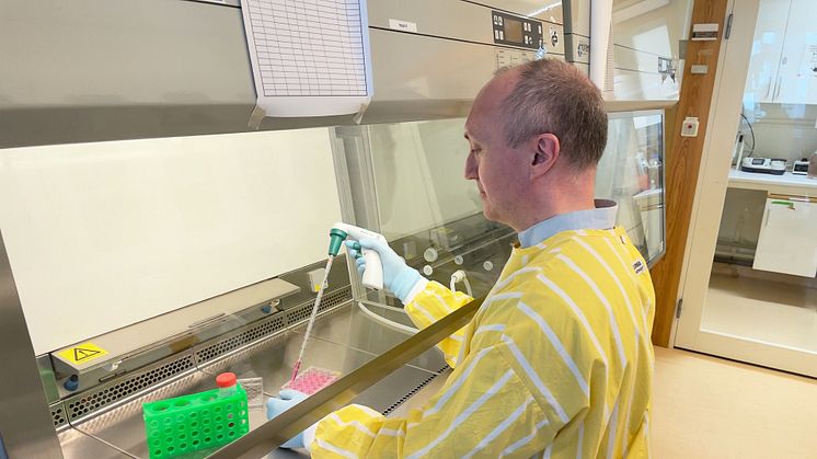 Sebastian Kalamajski redigerar fettceller med hjälp av gensaxen CRISPR/Cas9. Målsättningen med hans forskning är att kartlägga funktionen av vissa gener hos personer med fetma som inte utvecklar typ 2-diabetes. Foto: Petra Olsson 