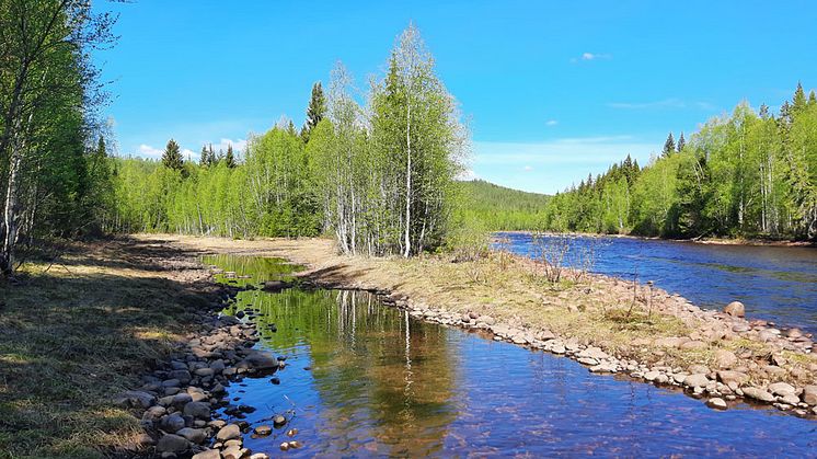 Fotot visar ett avsnitt av Rotälven och där grenen till vänster i bild har stängts av i samband med flottningen då älven kanaliserades. Dessa avstängda grenar avses öppnas upp igen när Rotälven restaureras.