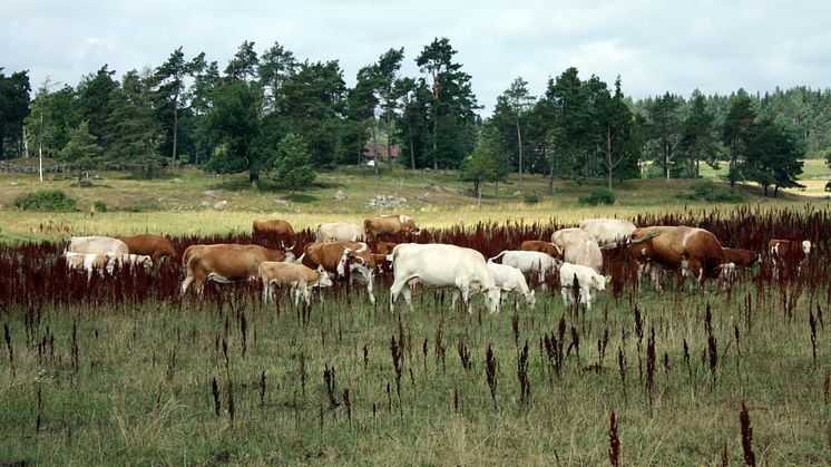 Natur och flyg i samverkan