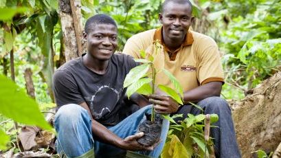 Nestlé tar action för att förhindra barnarbete på kakaoodlingar