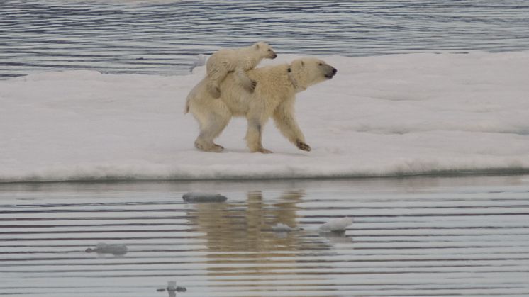 Isbjörnsungar ”liftar”på mammans rygg 