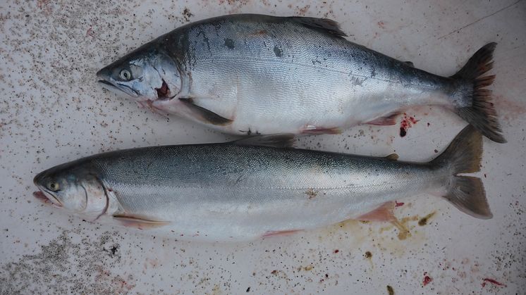 An invasive Pacific pink salmon (above) and a native Arctic charr (below). Both species have a silvery exterior while at sea and can be difficult to tell apart but the inside of the mouth of a pink salmon is black (Photo: Guttorm Christensen).