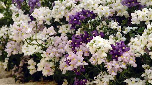 Nemesia ger dig långvarig blomsterglädje!