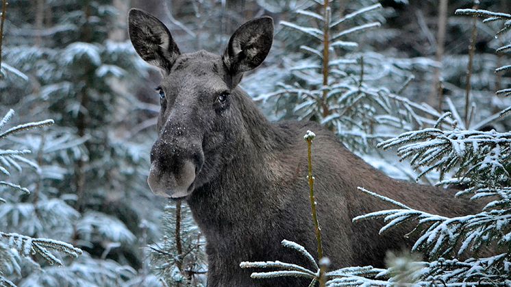 Älg bland unggranar. Foto: Inger Bjørndal Foss