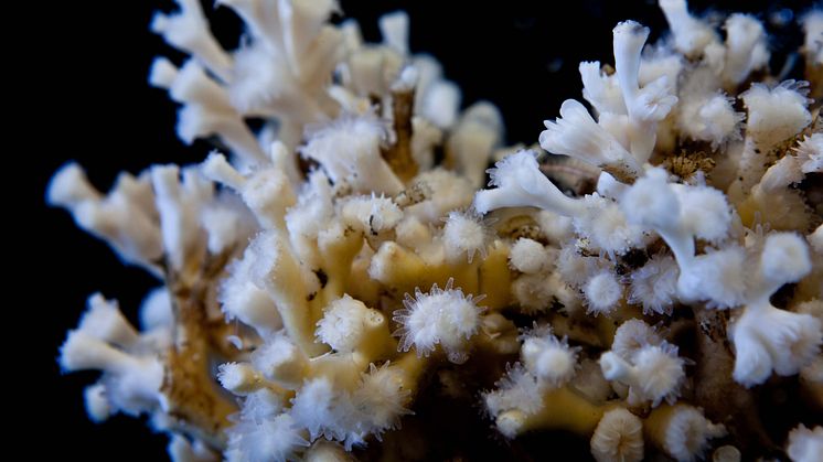 Nu är betongfundamenten klara och vi inleder projektets fas två: att återskapa levande korallrev i havet. Foto: Susanna Strömberg, Göteborgs universitet.