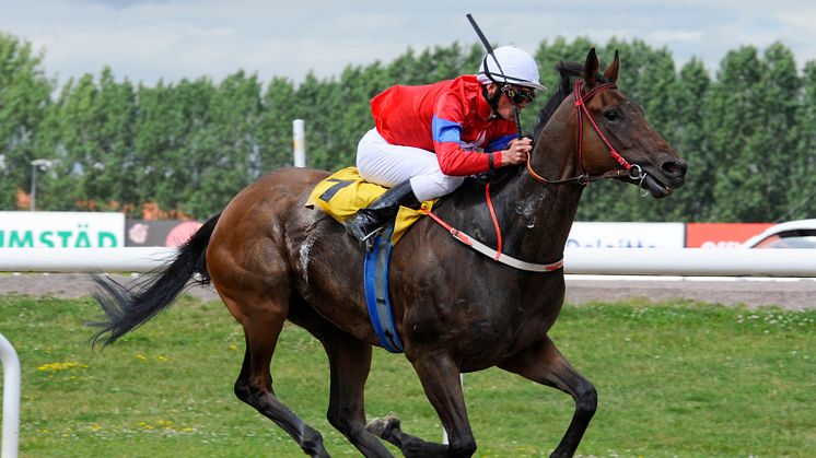 Fjorton hästar i Svenskt Derby 