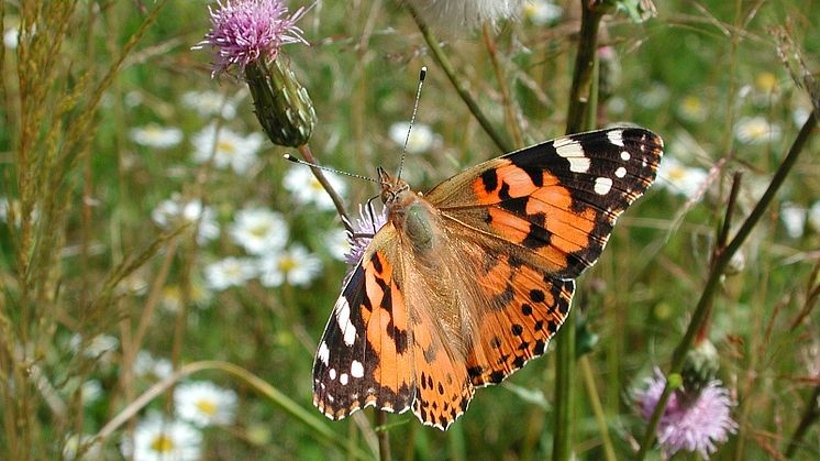Fjärilars föda orsak till nya arter