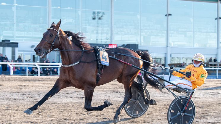 Sweden Cup-segraren 2023 är klar för Elitloppet. Bengurion Jet tar plats i årets stjärnspäckade fält. Foto: TR Bild