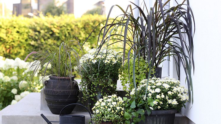 Dags att plantera om i krukorna på terrassen! Ett säkert kort för lång blomning är krysantemum. 