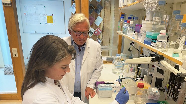 Jan Nilssons forskargrupp har identifierat ett ämne som har visat sig stimulera kärlcellers reparationsförmåga och tillväxt. Foto: Petra Olsson