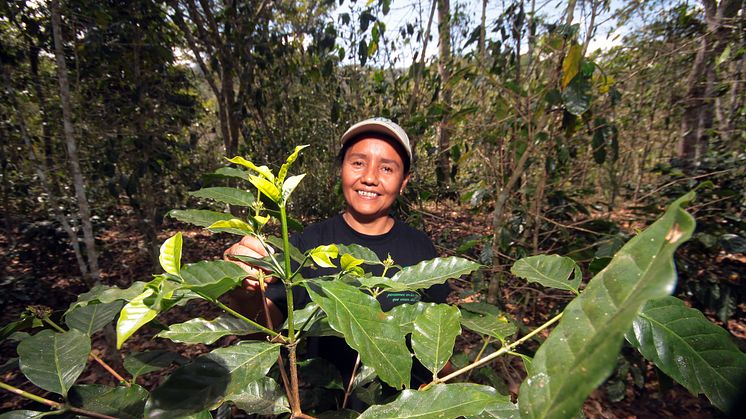 Antonia Josefa López Gadea odlar kaffe i Nicaragua