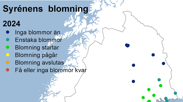 Syrenens blomning 2024.png