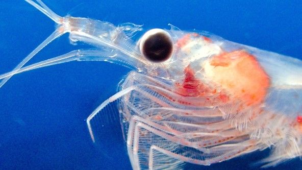 Genes controlling eye development and light sensitivity differed between the Northern krill from the Atlantic Ocean versus the Mediterranean Sea. Photographer: Andreas Wallberg