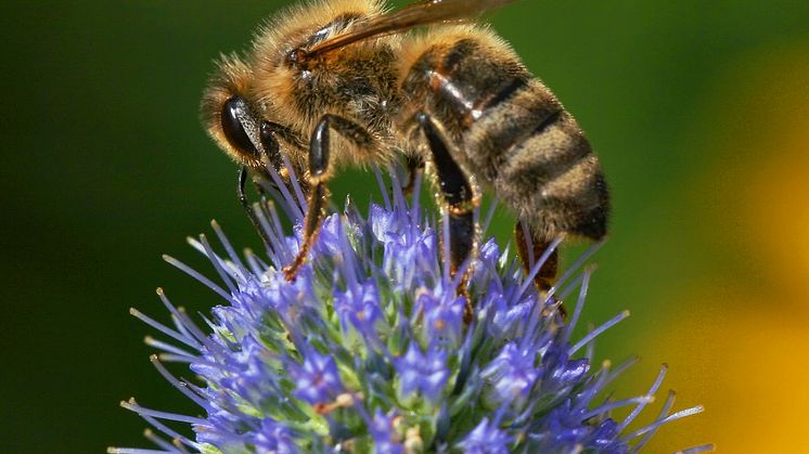 I Sverige minskar antalet humlor och bin kraftigt. En tredje del av vår mat är beroende av pollinering. Inga bin, inga jordgubbar till midsommar.