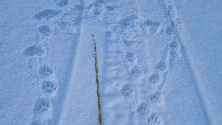 Lodjursspår i snön. Foto: Länsstyrelsen i Dalarnas län