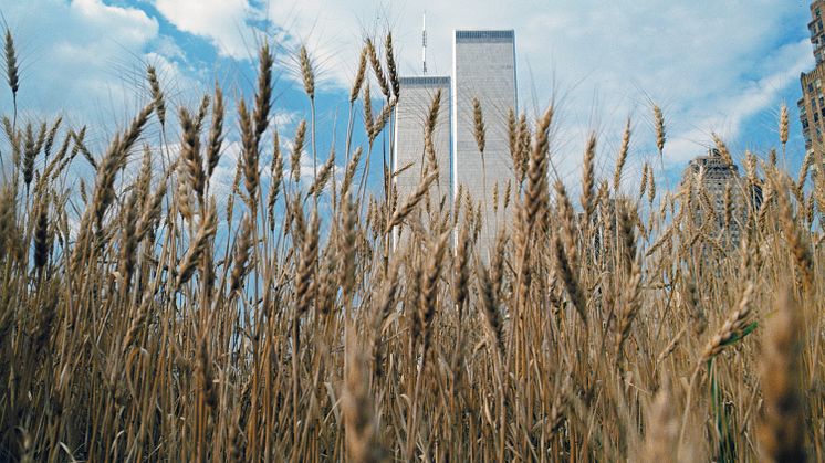 Agnes Denes, Wheatfield - A Confrontation: Battery Park Landfill, Downtown Manhattan - Cloudy Sky, 1982. Copyright Agnes Denes, Courtesy Leslie Tonkonow Artworks + Projects