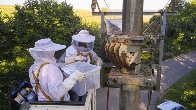 Der Bau eines Bienenstocks in exponierter, ungeschützter Lage ist für ein Bienenvolk ungewöhnlich. Die Bergung war nur mit Hebebühne möglich (Foto LEW / Jonas Ziegler). 