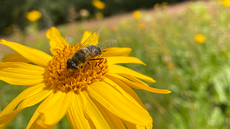 Blomfluga på slåttergubbe. Foto: Västkuststiftelsen