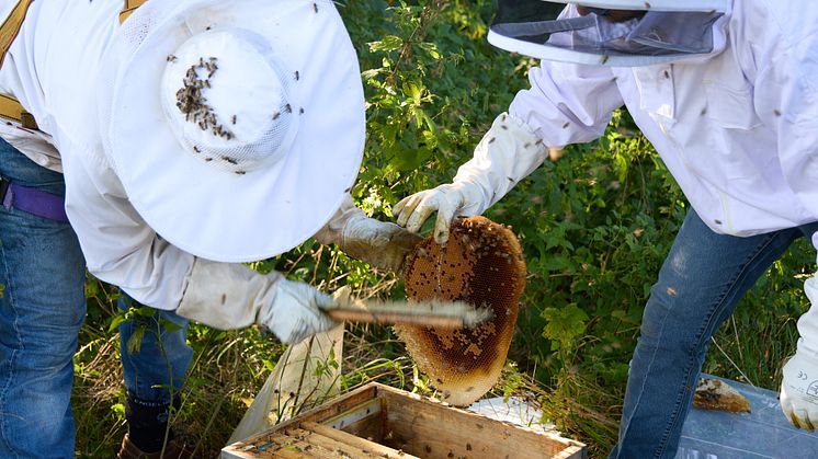 20241022_Umsiedlung Bienenstock_3