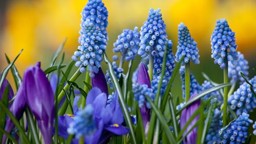 Tidig blomning i rabatt och kruka – använd blomsterlök