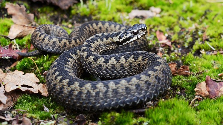 P4 Jämtland rapporterar att huggormar i fjällen kan bli både äldre och längre. Foto Shutterstock.