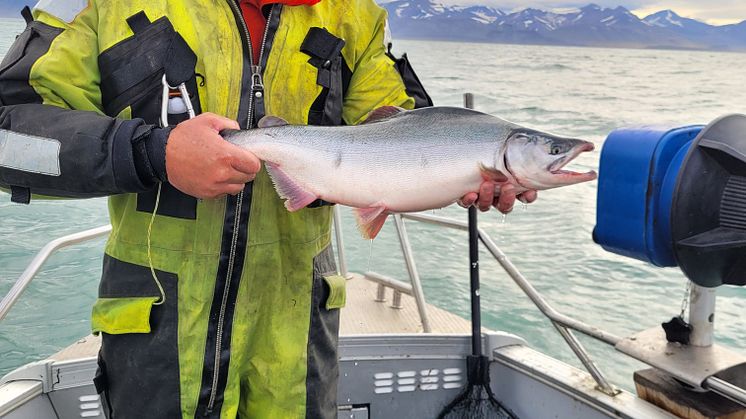 Guttorm C and tagged pink salmon.jpg