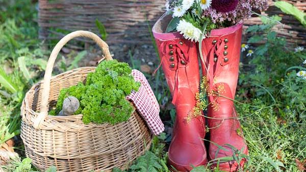  Säsongsinspiration augusti  - högtid för sommarastrar och vackra prydnadsgräs 