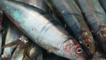 Mindre torsk och mer sill i nya fiskekvoter