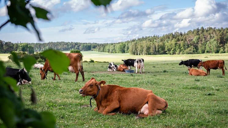 Kor är viktiga för Sveriges självförsörjning