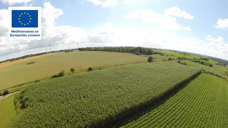 <span>Ett nyligen uppstartat projekt kommer att fokusera på hållbar energiproduktion genom odling av energiskog för att få igång en nystart inom energiskogsbranschen. </span>