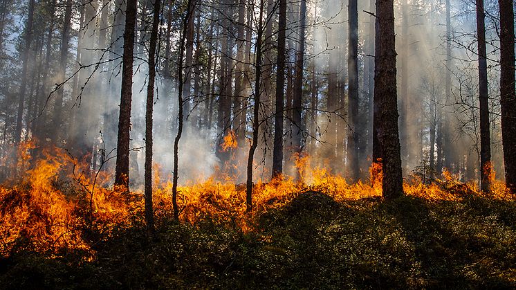 Foto: Anders Tedeholm, Länsstyrelsen Värmland