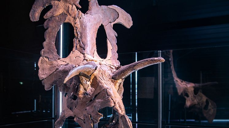 Fossil skull bones of Lokiceratops reconstructed and displayed at the Museum of Evolution in Maribo, Denmark Image credit_ Museum of Evolution.jpg