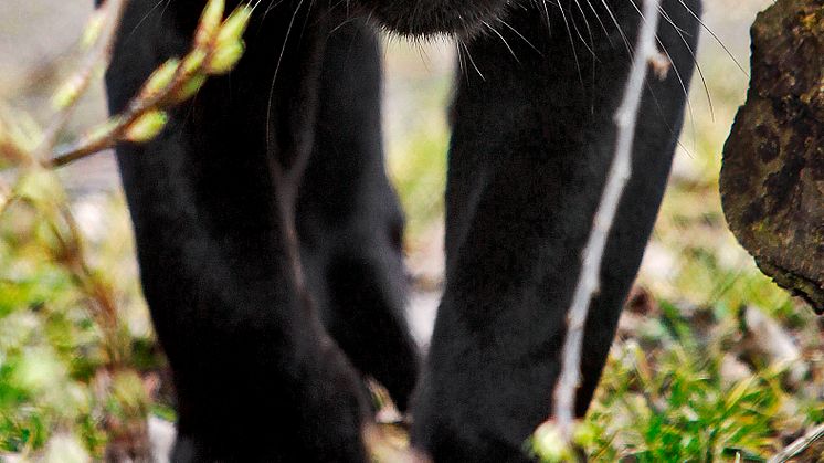 Den svarta pantern Avatar på Parken Zoo