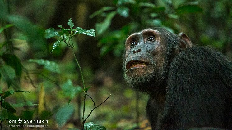 Den starkt begränsade djurparksmiljön är ett mycket olämpligt alternativ för att skydda schimpanser, på grund av deras komplexa behov. Foto: Tom Svensson/World Animal Protection Sverige