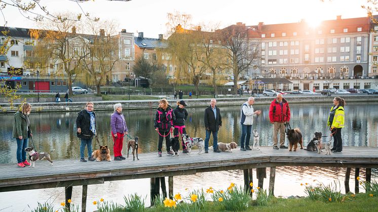 På stadspromenad. Med hund. 