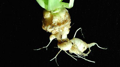 Clubroot parasite of Brassicaceae sequenced