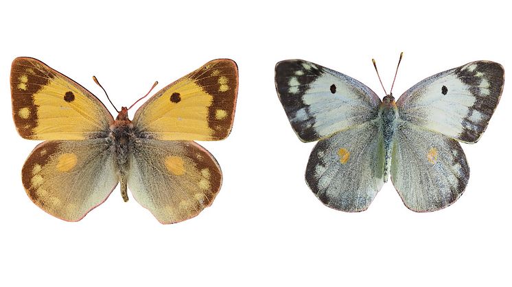 DNA-analys visar hur fjärilar kan byta färgprakt mot fruktsamhet