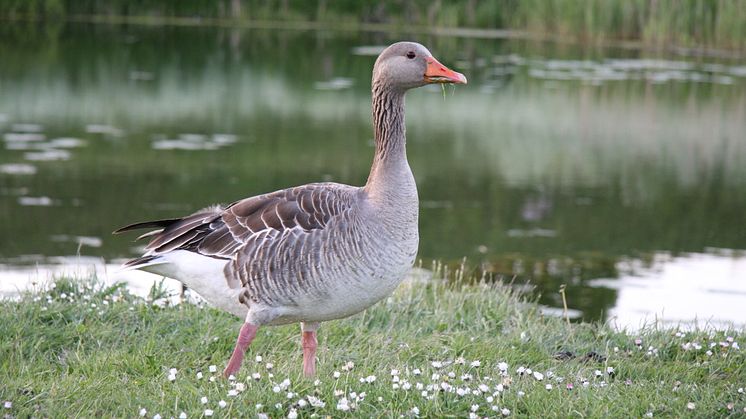 Grågås (Anser anser) är en andfågel inom släktgruppen gäss.