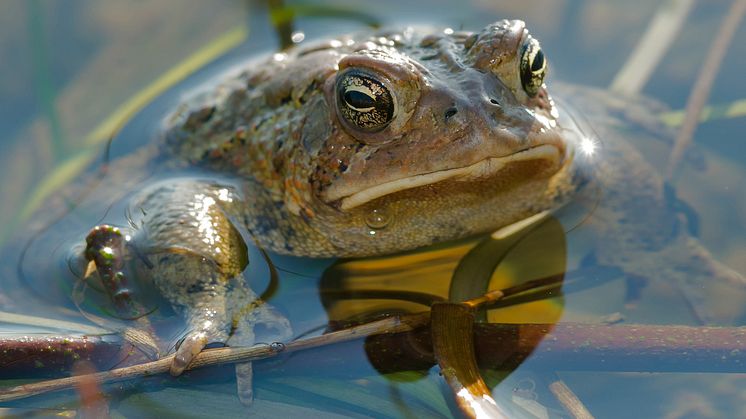 Several studies have indicated atrazine may affect the reproductive development of male frogs.