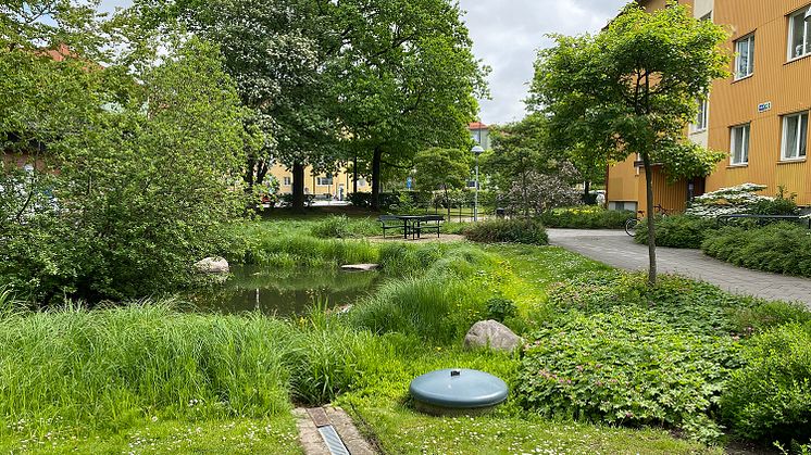 Exempel på klimatanpassning med blågröna lösningar i Augustenborg, Malmö. Fastigheter som tidigare ofta drabbats av översvämningar har förnyats med dräneringssystem inklusive vattenkanaler och fördröjningsdammar. Foto: Johan Holmqvist/IVL