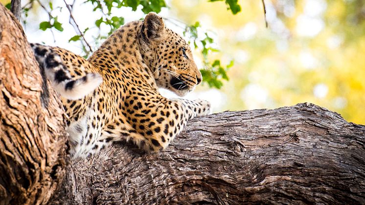 Leoparder i träd väntar på nästa byte