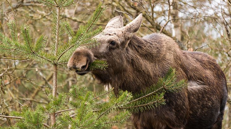 – Konkurrensen om föda från de mindre hjortarterna kan alltså tvinga älgen att äta mer tall, vilket kan öka skogsskadorna, säger Robert Spitzer, doktorand vid SLU, institutionen för vilt, fisk och miljö. Foto: Hanna Knutsson