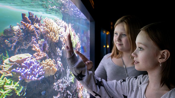 Akvariet: korallakvarium