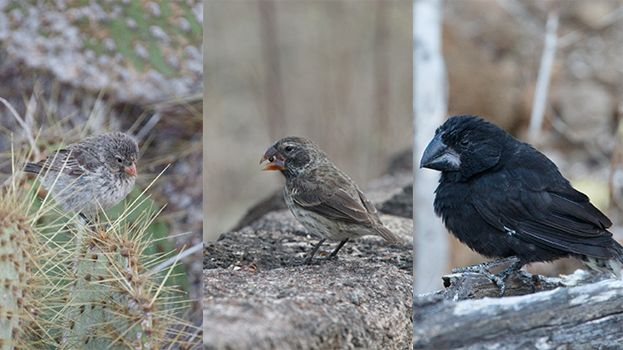 Till vänster mindre darwintangara, övriga två darwinfinkar är av arten större darwintangara. Foto: Erik Enbody