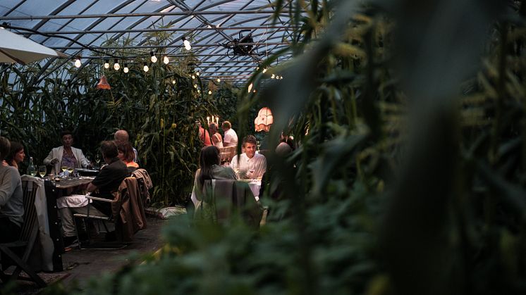 Växthusmiddag med Gotthards krog är bara en av alla unika smakupplevelser som finns i Umeåregionen. Photo: Philip Avesand