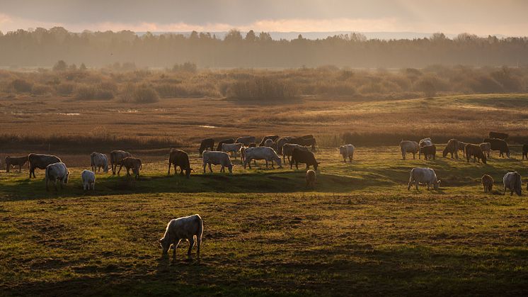 Ekodagen vänder sig till företag och andra som är verksamma på landsbygden runt om i landet. I Västra Götaland anordnas en temadag utanför Töreboda om dikor. Foto: Martin Fransson.