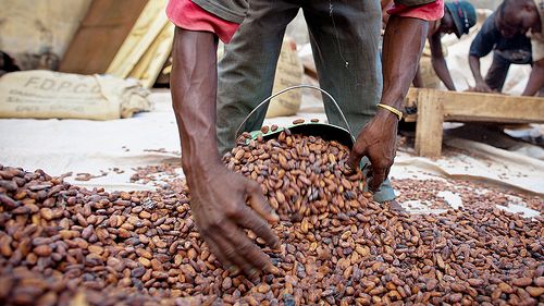 Nestlén Cocoa Plan -ohjelma: Tavoitteena poistaa lapsityövoima kaakaoviljelmiltä