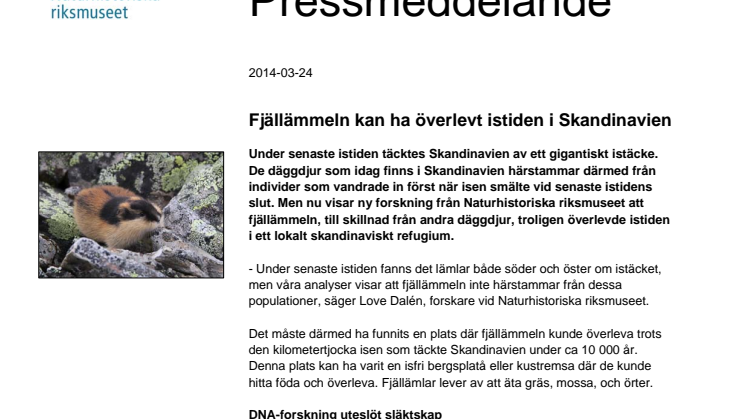 Fjällämmeln kan ha överlevt istiden i Skandinavien