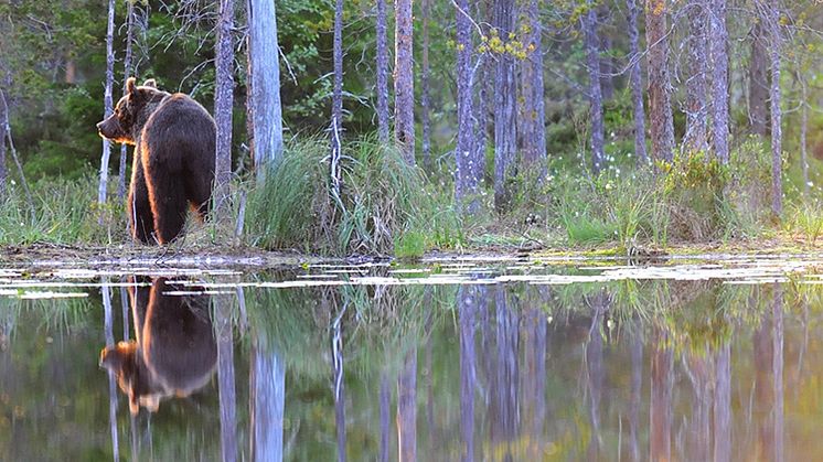 Beslut om licensjakt efter björn i Värmlands län 2018